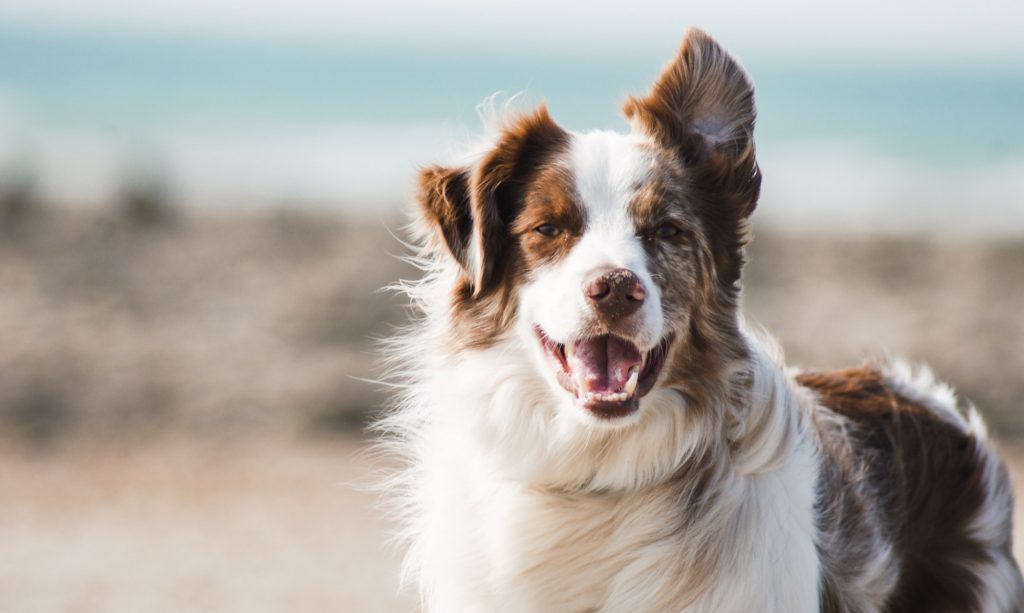 aussie dog