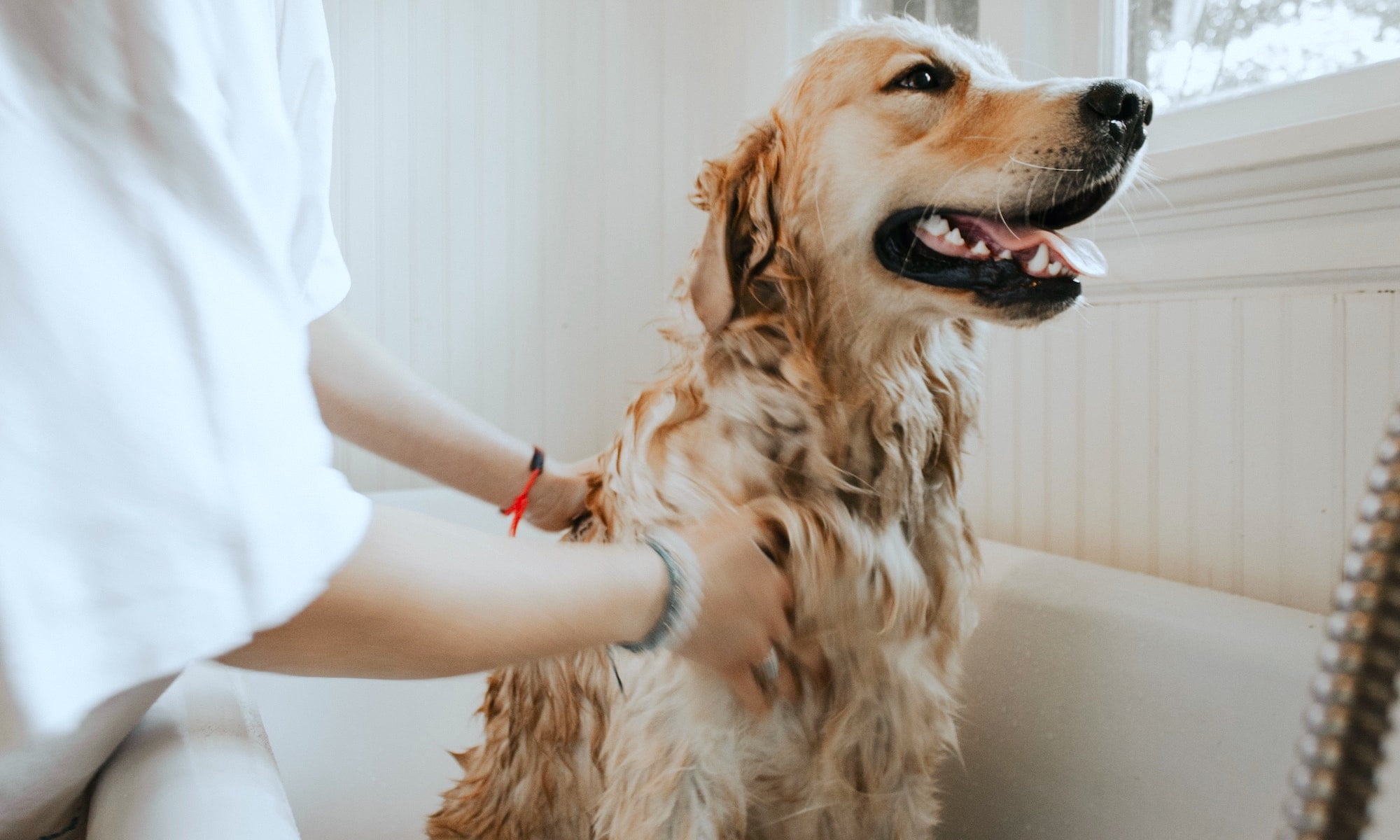 dog grooming