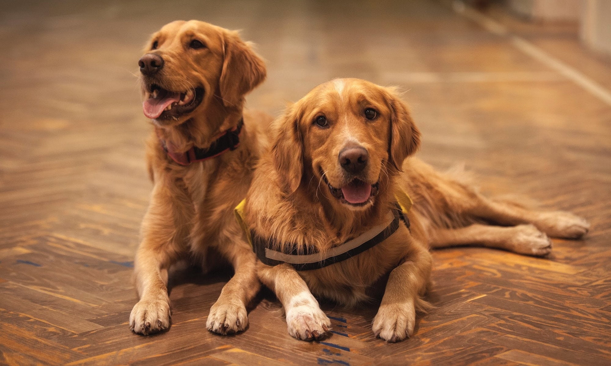 two labs